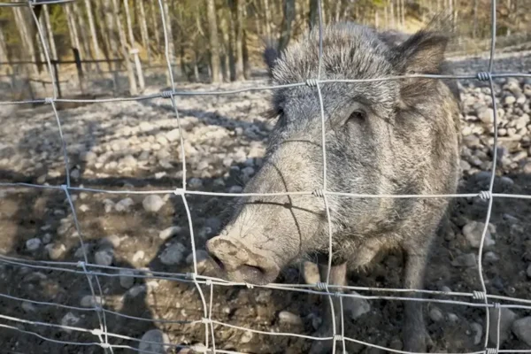 Miskiniai-tinklai-Metallum-Novum-03