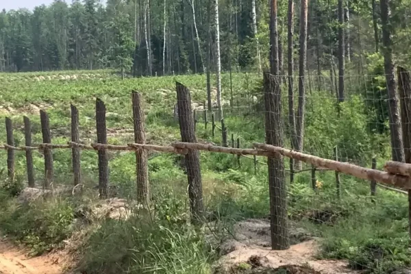 Miskiniai-tinklai-Metallum-Novum-05