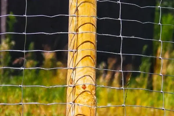 Miskiniai-tinklai-Metallum-Novum-11