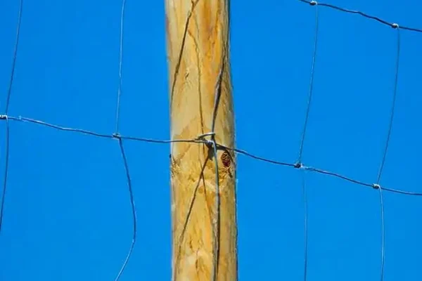 Miskiniai-tinklai-Metallum-Novum-12