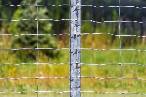 Miskiniai-tinklai-Metallum-Novum-14