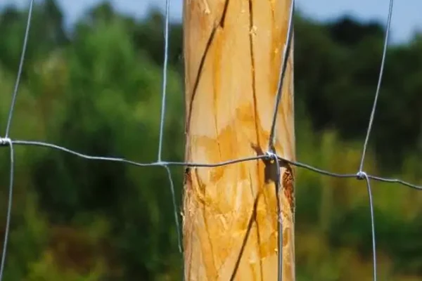 Miskiniai-tinklai-Metallum-Novum-16